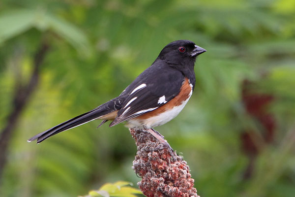 Eastern Towhee © Russ Chantler